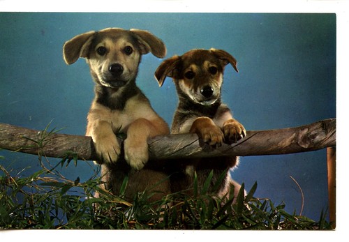 Cute german shepherd - cute,