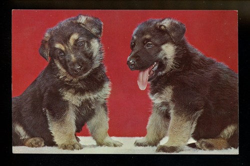 Dog puppy postcard german - dog,