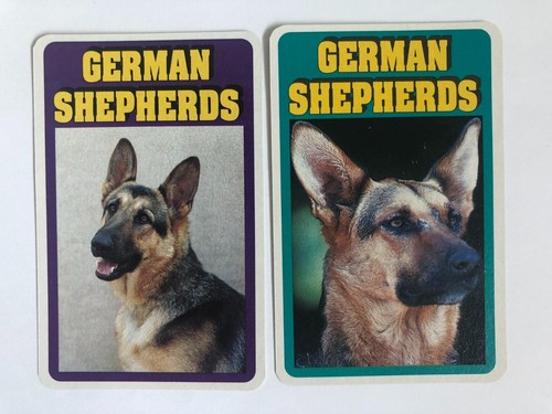 Dogs breed puppy - breed, german